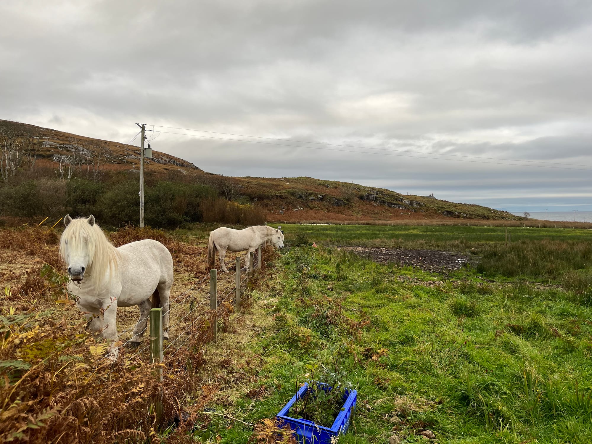 Eriskay ponies with Ben Dom beyond