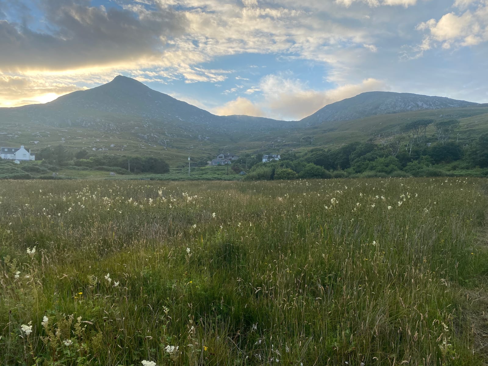 Machair wildflowers and croft houses below the hills on Barra — an evening dog walk near Woodview